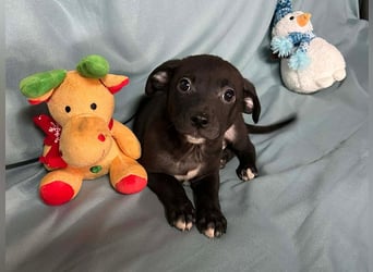 Welpe MIDNIGHT - wer schenkt dem kleinen Mann ein tolles Zuhause?