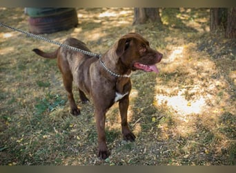 FLICKA - wer hat Hundeerfahrung und schenkt der hübschen Maus ein Für-Immer Zuhause?