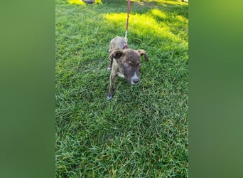 Welpe PIRIO - das neugierige Hundekind sucht ein hundeerfahrenes Zuhause