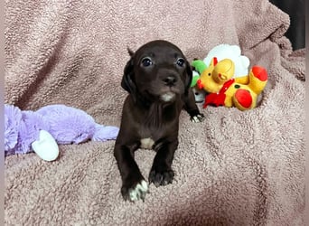 Welpe BETTI - spielen, knuddeln, lernen - schenkst du mir dein Herz und ein Zuhause?