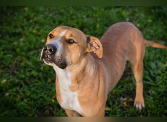 RATZ - der fröhliche, brave und freundliche Rüde ist der perfekte Familienhund