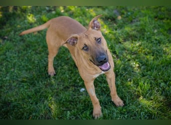 DJEGO - der aktive und verspielte junge Rüde freut sich auf eine eigene Familie