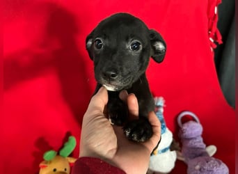 Welpe TRUDI - wer schenkt der kleinen Maus ein tolles Für-Immer Zuhause?