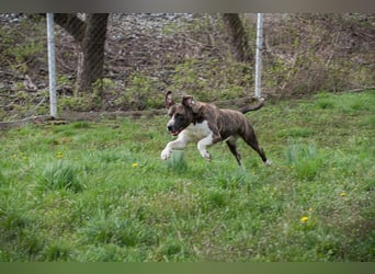 JERRY - der freundliche Rüde sucht aktive, sportliche Menschen und braucht ordentlich Beschäftigung