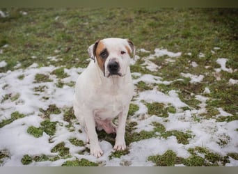 GUSTAV - der liebe Rüde sucht ein ruhigeres Zuhause bei einfühlsamen Menschen