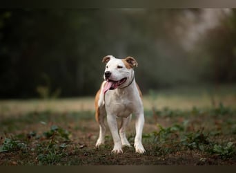JIGGLE - der kräftige junge Herr sucht ein hundeerfahrenes Zuhause
