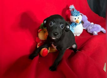 Welpe TRUDI - wer schenkt der kleinen Maus ein tolles Für-Immer Zuhause?