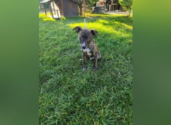 Welpe PIRIO - das neugierige Hundekind sucht ein hundeerfahrenes Zuhause