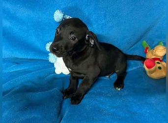 Welpe FRANZL - wenn ich groß bin möchte ich ein richtiger Familienhund sein!