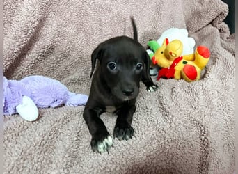 Welpe BETTI - spielen, knuddeln, lernen - schenkst du mir dein Herz und ein Zuhause?