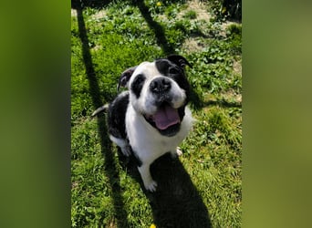 Thor sucht ein neues Zuhause