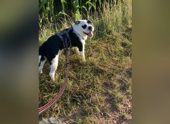 Thor sucht ein neues Zuhause
