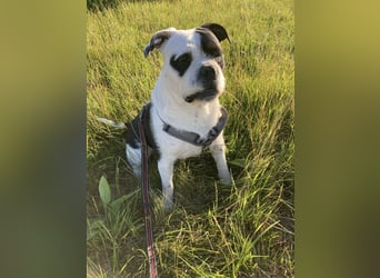 Thor sucht ein neues Zuhause