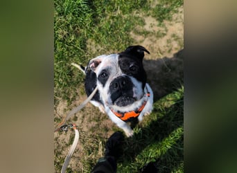 Thor sucht ein neues Zuhause