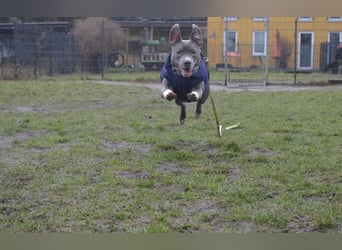 Schweren Herzens suchen wir ein neues Zuhause für unsere geliebte Hündin.