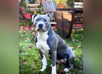 Schweren Herzens suchen wir ein neues Zuhause für unsere geliebte Hündin.