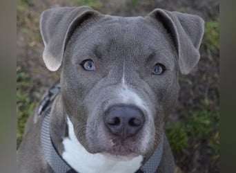 Schweren Herzens suchen wir ein neues Zuhause für unsere geliebte Hündin.