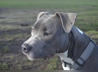 Schweren Herzens suchen wir ein neues Zuhause für unsere geliebte Hündin.