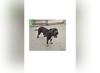 Bulut sucht ein neues Zuhause