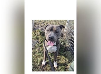 Bulut sucht ein neues Zuhause