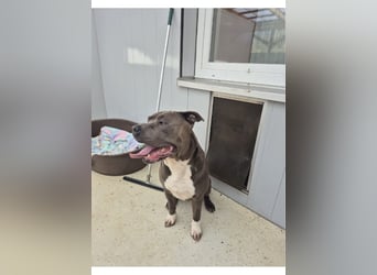 Bulut sucht ein neues Zuhause