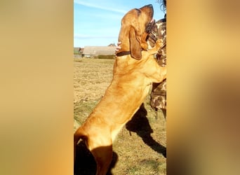 Bloodhound