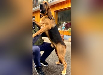 Bloodhound
