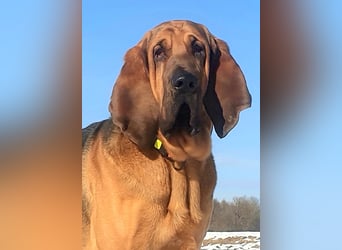 Bloodhound