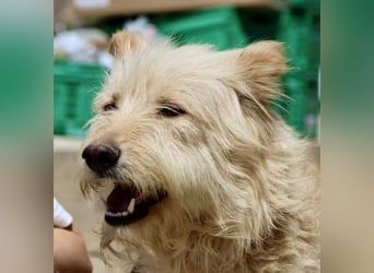 Pelu, vorsichtig, lernwillig, gut sozialisiert