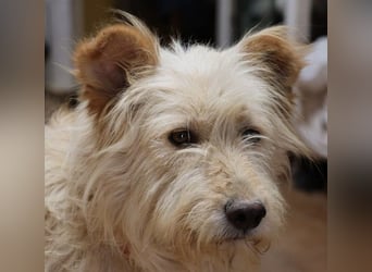 Pelu, vorsichtig, lernwillig, gut sozialisiert