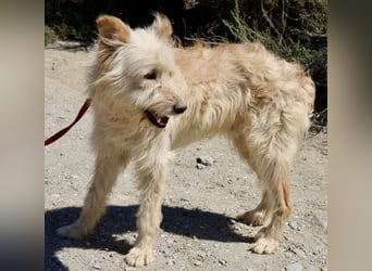 Pelu, vorsichtig, lernwillig, gut sozialisiert