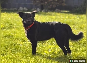 Feivel sucht seinen sicheren Hafen, PS in 86633 Neuburg