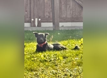 Feivel sucht seinen sicheren Hafen, PS in 86633 Neuburg