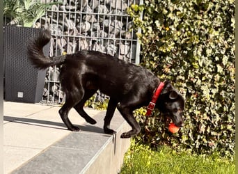 Feivel sucht seinen sicheren Hafen, PS in 86633 Neuburg