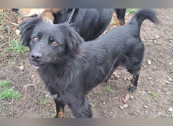 Süße Sophie ( * 05 / 2024 ) sucht ihre Menschen