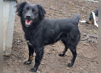 Süße Sophie ( * 05 / 2024 ) sucht ihre Menschen