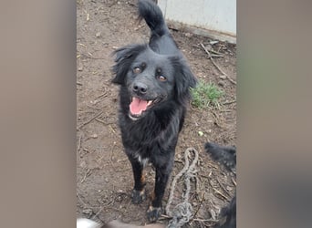 Süße Sophie ( * 05 / 2024 ) sucht ihre Menschen