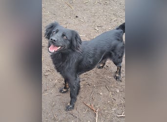 Süße Sophie ( * 05 / 2024 ) sucht ihre Menschen