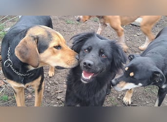 Süße Sophie ( * 05 / 2024 ) sucht ihre Menschen