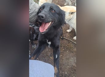 Süße Sophie ( * 05 / 2024 ) sucht ihre Menschen