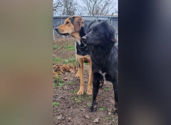 Süße Sophie ( * 05 / 2024 ) sucht ihre Menschen