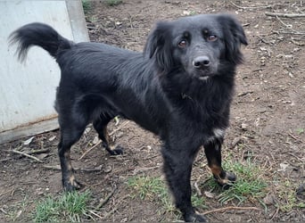 Süße Sophie ( * 05 / 2024 ) sucht ihre Menschen