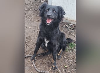 Süße Sophie ( * 05 / 2024 ) sucht ihre Menschen