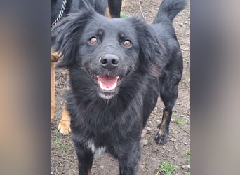 Süße Sophie ( * 05 / 2024 ) sucht ihre Menschen