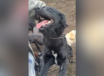 Süße Sophie ( * 05 / 2024 ) sucht ihre Menschen