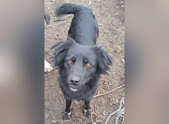 Süße Sophie ( * 05 / 2024 ) sucht ihre Menschen