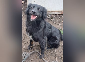 Süße Sophie ( * 05 / 2024 ) sucht ihre Menschen