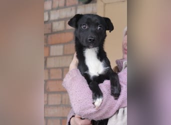 Levi  (in 	94474 Vilshofen) – Vom Straßenhund zum Herzensfreund