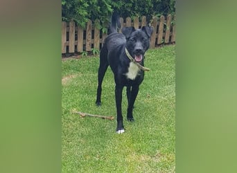 Levi  (in 	94474 Vilshofen) – Vom Straßenhund zum Herzensfreund