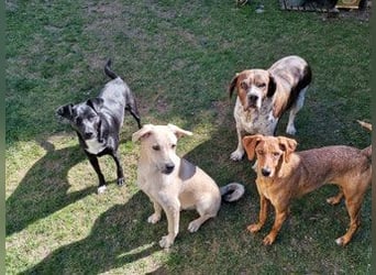 Levi  (in 	94474 Vilshofen) – Vom Straßenhund zum Herzensfreund